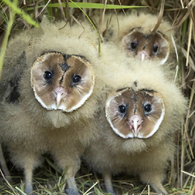 African Grass Owl chicks copyright Tyrone Brent